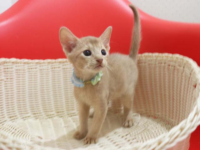 アビシニアンの子猫画像