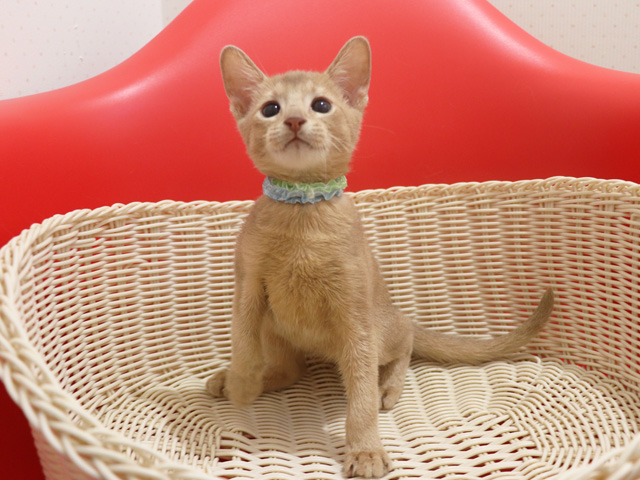 アビシニアン子猫画像
