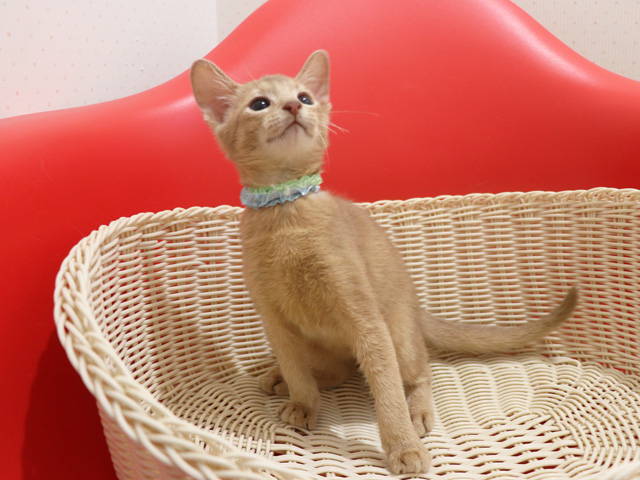 �A�r�V�j�A���̎q�L�摜