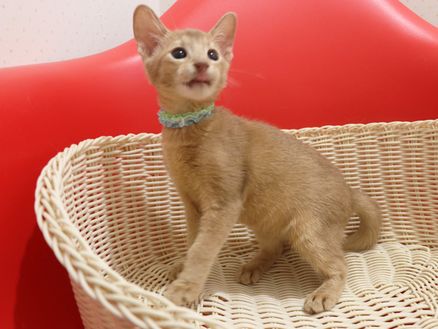 �A�r�V�j�A���̎q�L�摜