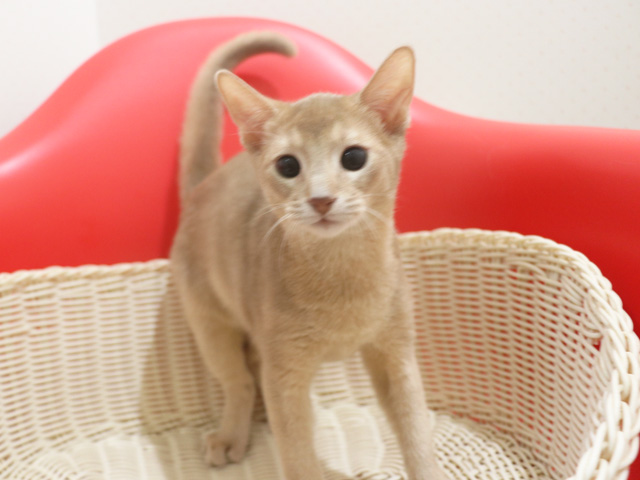 アビシニアン子猫画像