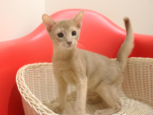 �A�r�V�j�A���̎q�L�摜