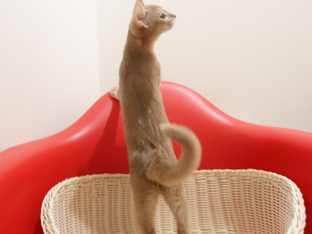 �A�r�V�j�A���̎q�L�摜