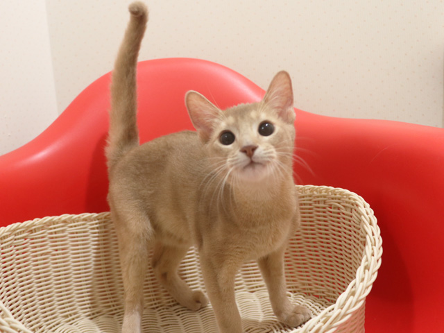 �A�r�V�j�A���̎q�L�摜