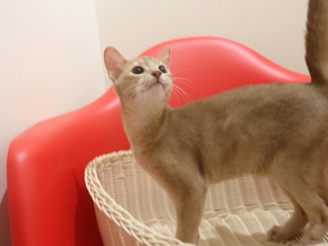 �A�r�V�j�A���̎q�L�摜