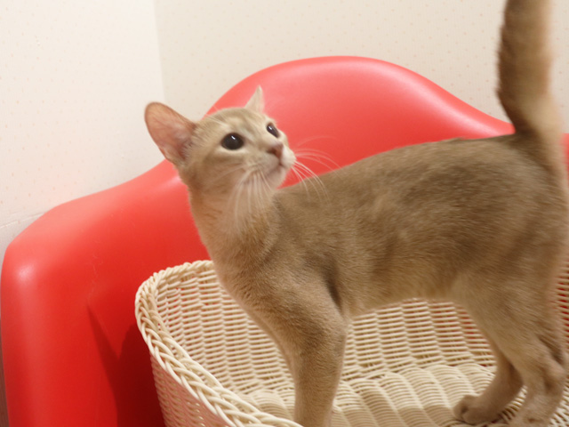 �A�r�V�j�A���̎q�L�摜