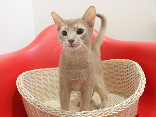 �A�r�V�j�A���q�L�摜