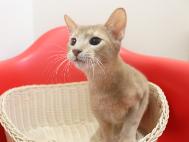 �A�r�V�j�A���̎q�L�摜