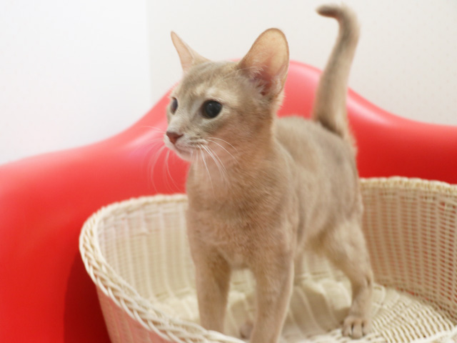 �A�r�V�j�A���̎q�L�摜