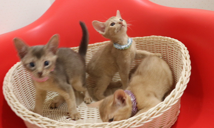 アビシニアンの子猫画像