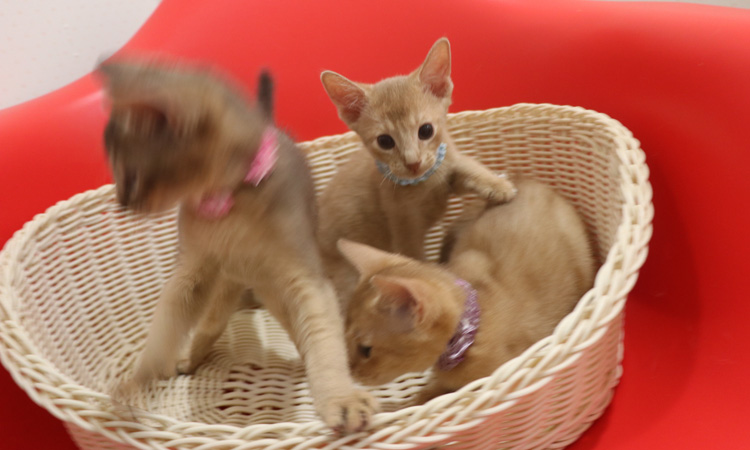 アビシニアンの子猫画像