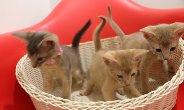 アビシニアンの子猫画像
