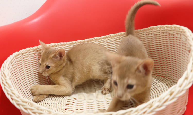 �A�r�V�j�A���̎q�L�摜