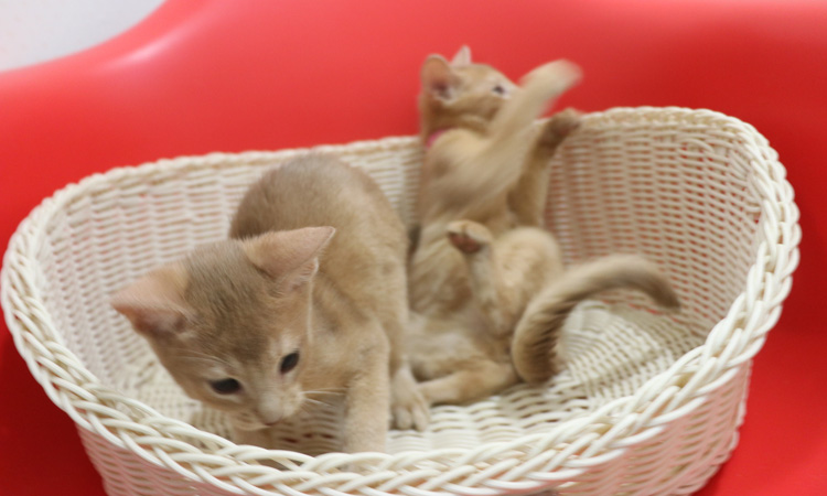 �A�r�V�j�A���̎q�L�摜