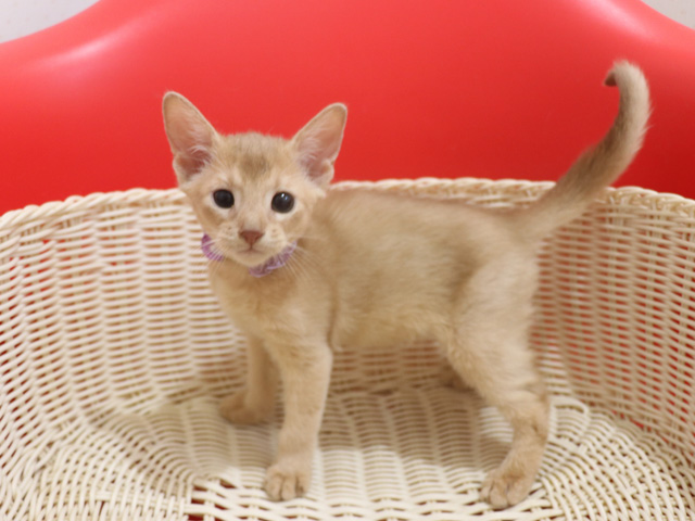 アビシニアンの子猫画像