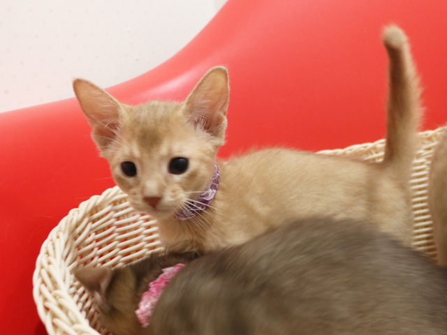 アビシニアンの子猫画像