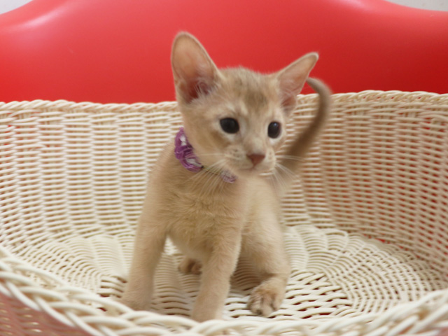 アビシニアンの子猫画像