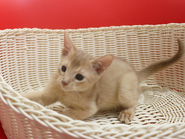 アビシニアンの子猫画像