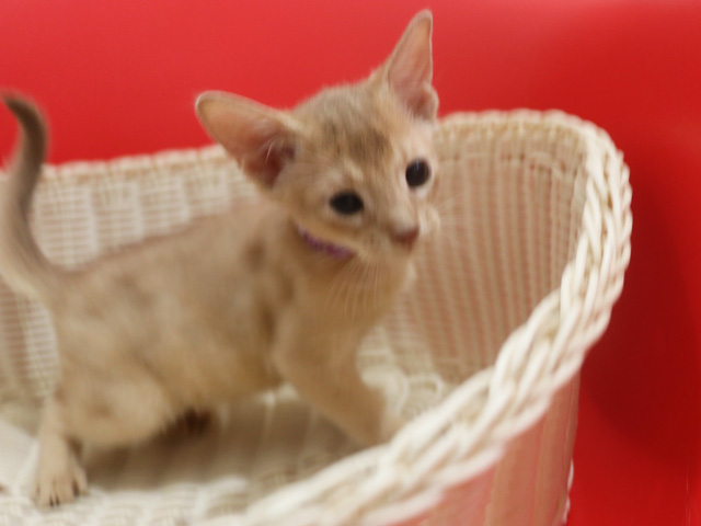 アビシニアンの子猫画像