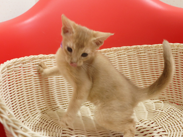 アビシニアンの子猫画像