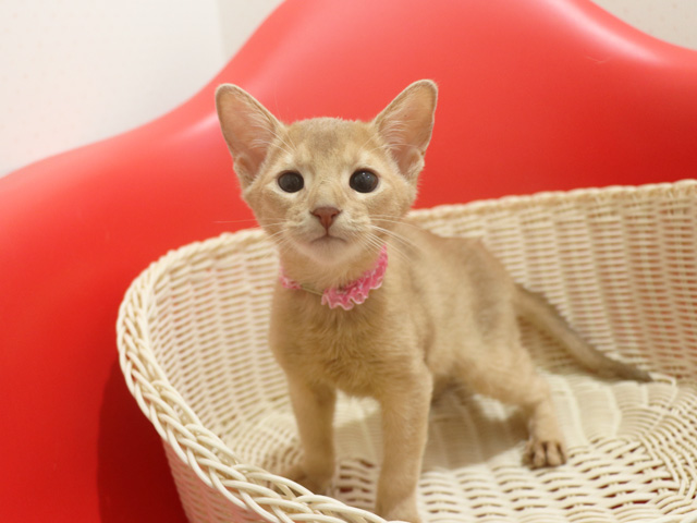 アビシニアン子猫画像