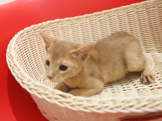 �A�r�V�j�A���̎q�L�摜