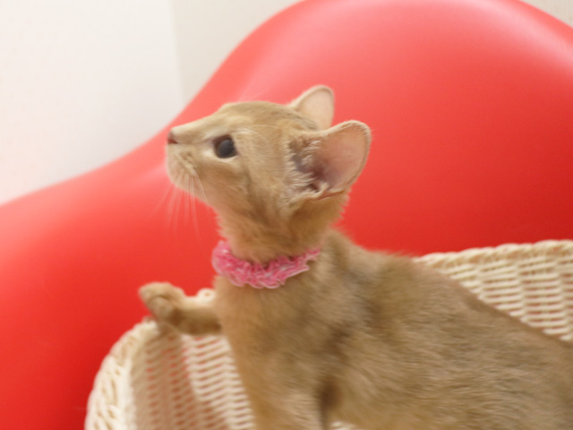 �A�r�V�j�A���̎q�L�摜