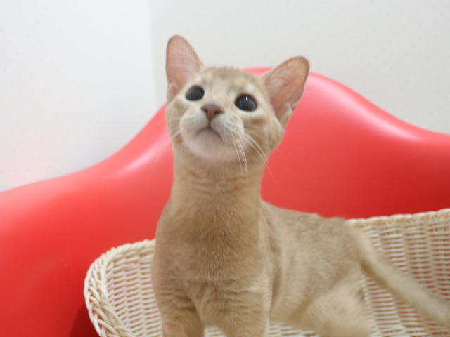 アビシニアン子猫画像