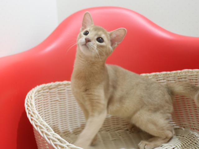 �A�r�V�j�A���̎q�L�摜