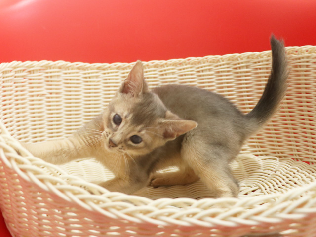 アビシニアンの子猫画像