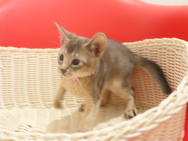 アビシニアンの子猫画像