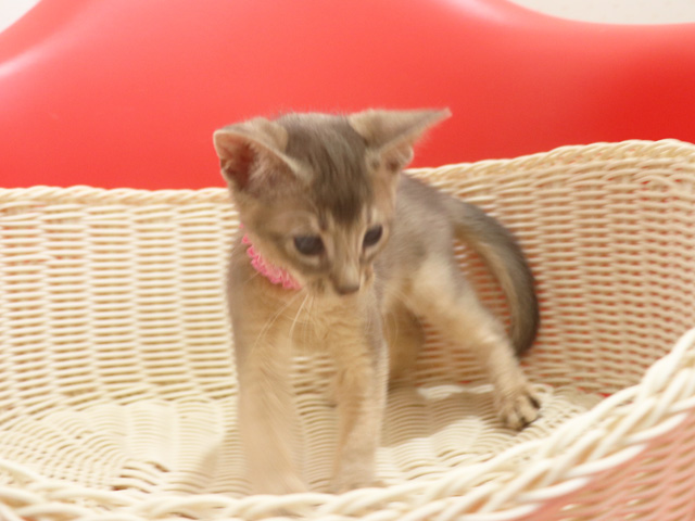 アビシニアンの子猫画像