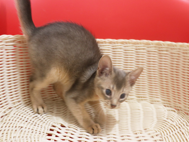 アビシニアンの子猫画像