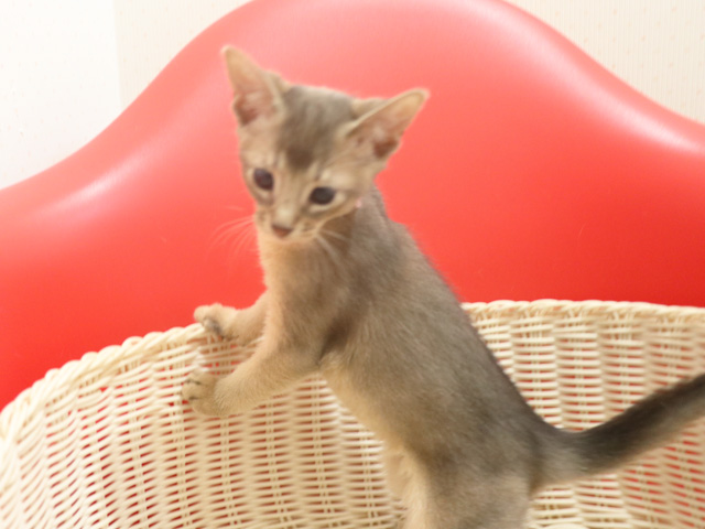 アビシニアンの子猫画像