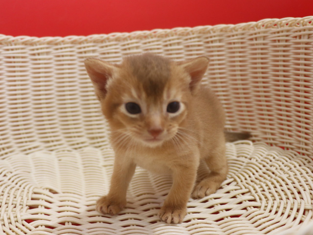 �A�r�V�j�A���q�L�摜