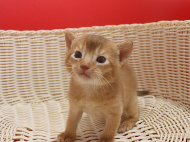 アビシニアンの子猫画像
