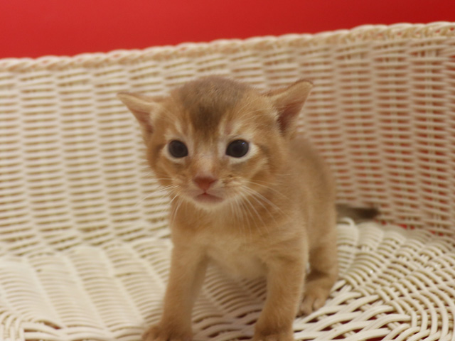 アビシニアンの子猫画像