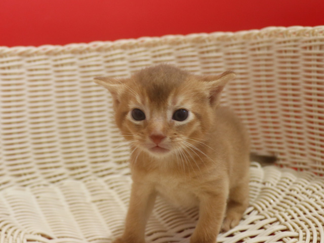 アビシニアンの子猫画像