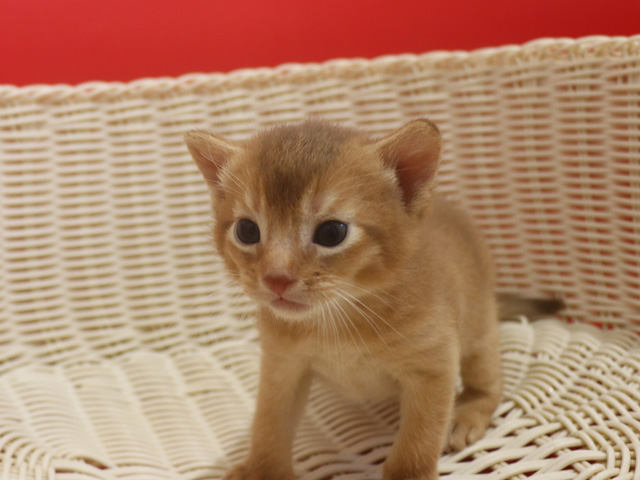 アビシニアンの子猫画像