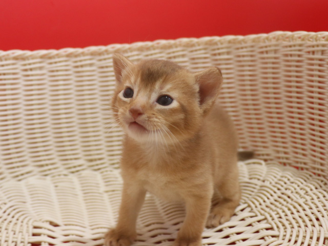 アビシニアンの子猫画像