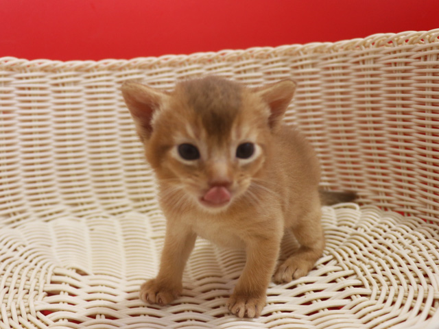 アビシニアンの子猫画像