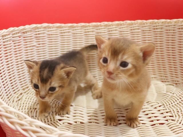 アビシニアンの子猫画像