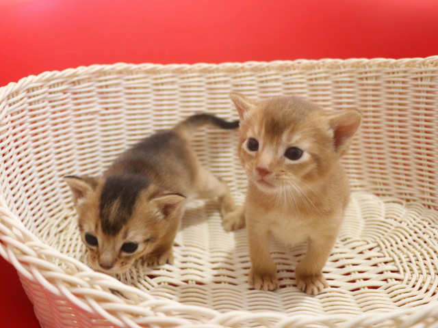 アビシニアンの子猫画像