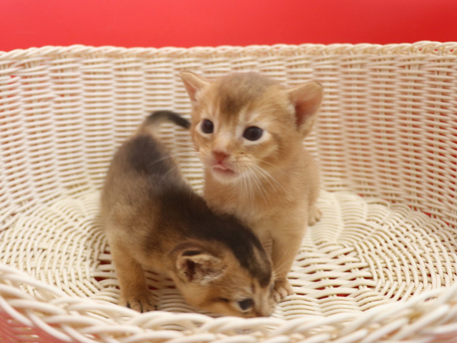 アビシニアンの子猫画像
