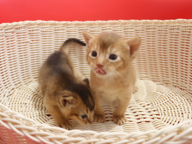 アビシニアンの子猫画像