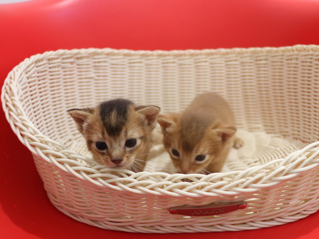 アビシニアンの子猫画像