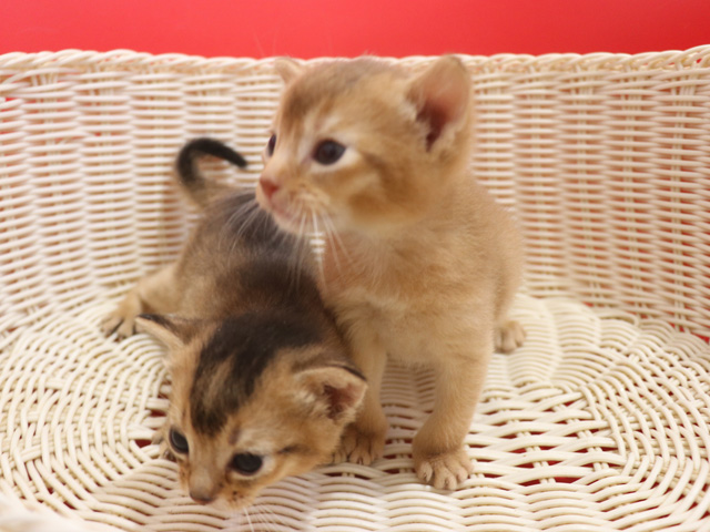 アビシニアンの子猫画像