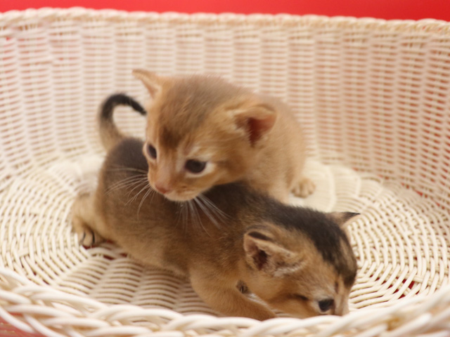 アビシニアンの子猫画像