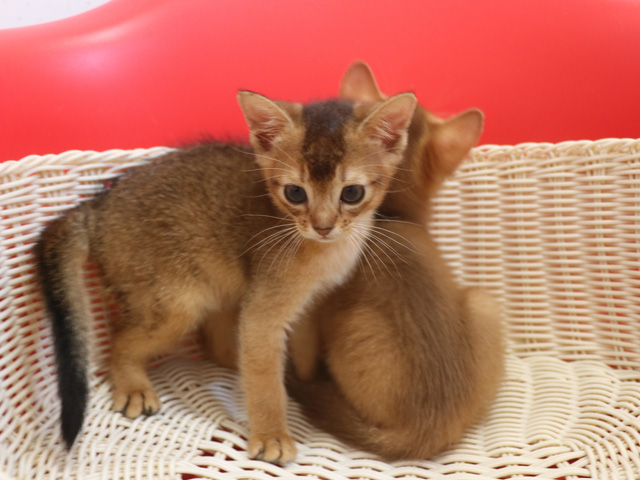 �A�r�V�j�A���̎q�L�摜