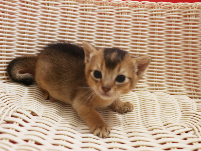 �A�r�V�j�A���q�L�摜